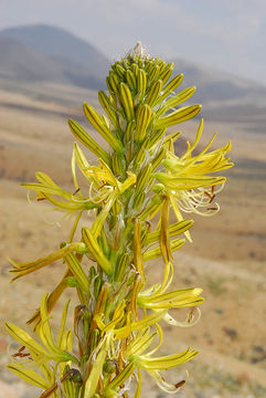 Image de Asphodeline lutea (L.) Rchb.