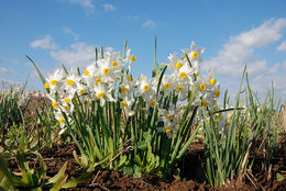 Image of cream narcissus