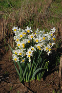 Image of cream narcissus