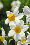 Image of cream narcissus