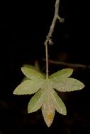 Image of Eriolobus trilobatus (Labill. ex Poir.) Roemer