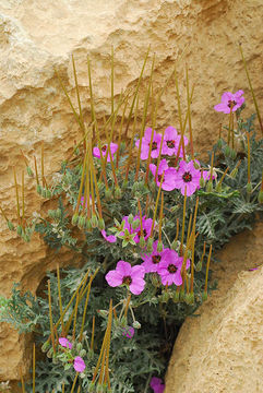 Imagem de Erodium crassifolium (Forsk.) L'Hér.