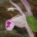 Image of Lamium garganicum L.