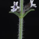 Image of <i>Salvia aegyptiaca</i>