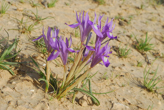 Image of Barbary Nut Iris