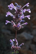 Image of Nepeta cilicica Boiss. ex Benth.