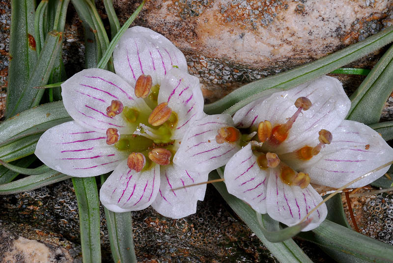 Image of Androcymbium palaestinum Baker