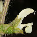 Image of Salvia ceratophylla L.
