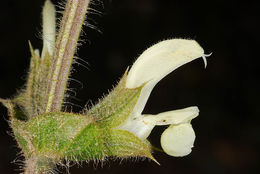 Image de Salvia ceratophylla L.