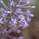 Image de Scilla hyacinthoides L.