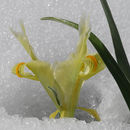 Image of Iris palaestina (Baker) Barbey