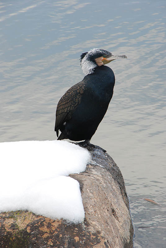 Image of Black Shag