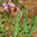 Image of Chorispora purpurascens (Banks & Sol.) Eig