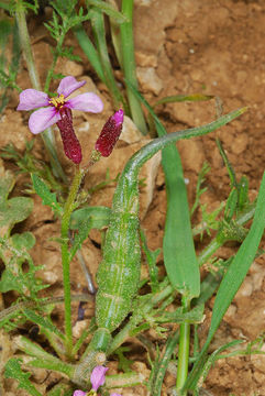 Image of Chorispora purpurascens (Banks & Sol.) Eig