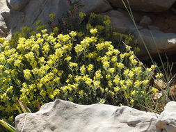 Sivun Alyssum baumgartnerianum Bornm. kuva