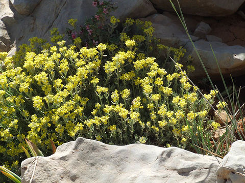 Image of Alyssum baumgartnerianum Bornm.