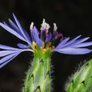 Image of Volutaria crupinoides (Desf.) Maire