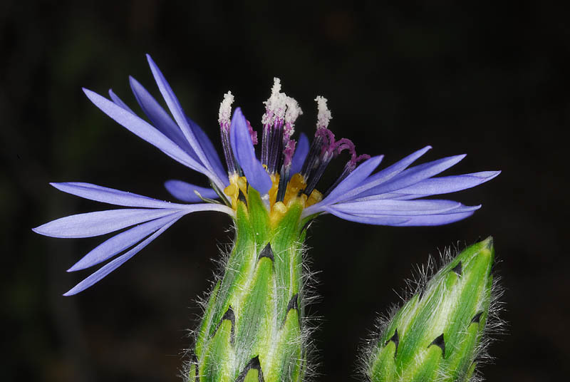 Sivun Volutaria crupinoides (Desf.) Maire kuva