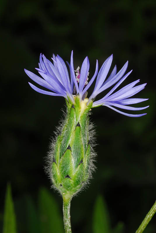 Sivun Volutaria crupinoides (Desf.) Maire kuva