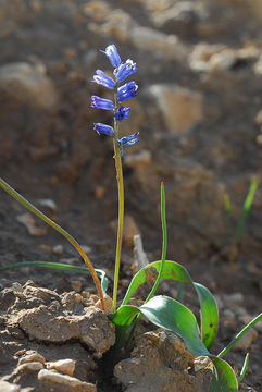 Image of Hyacinthella nervosa (Bertol.) Chouard