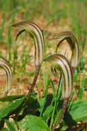 Imagem de Arisarum vulgare O. Targ. Tozz.