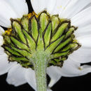 صورة Anthemis chia L.