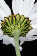 Image of Anthemis chia L.