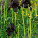 Image of Coastal Iris