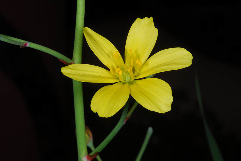صورة Bongardia chrysogonum (L.) Sp.