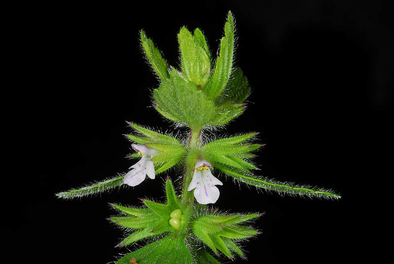 Imagem de Stachys arvensis (L.) L.