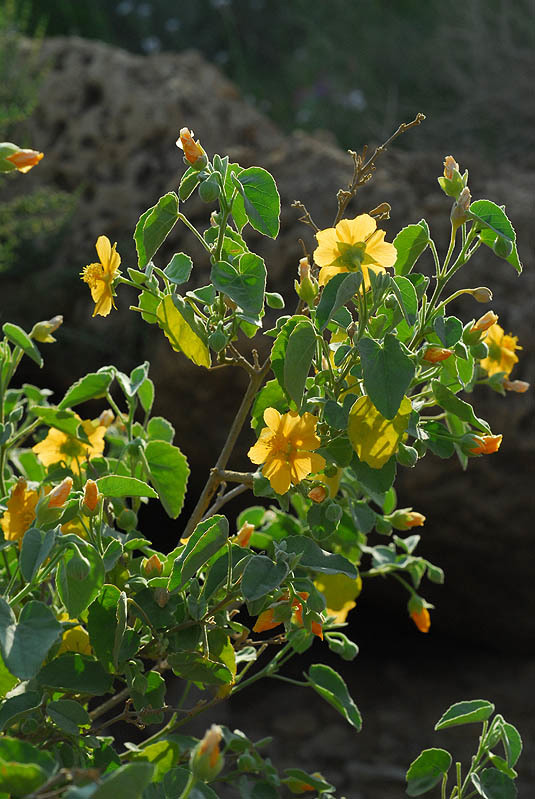 Image of Texas Indian mallow