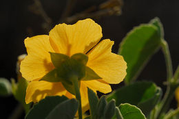 Image of Texas Indian mallow