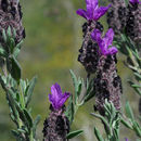 Image of French lavender