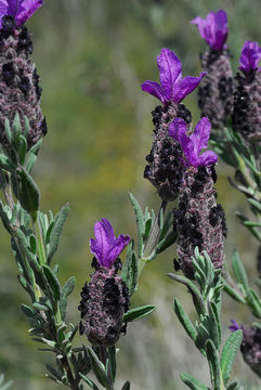 Image of French lavender