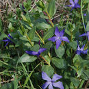 Plancia ëd Vinca herbacea Waldst. & Kit.