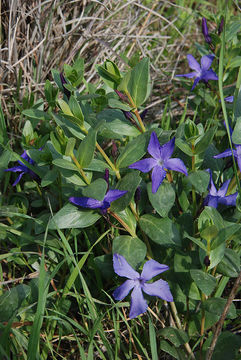 Image of herbaceous periwinkle