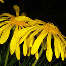 Image of Clanwilliam daisy