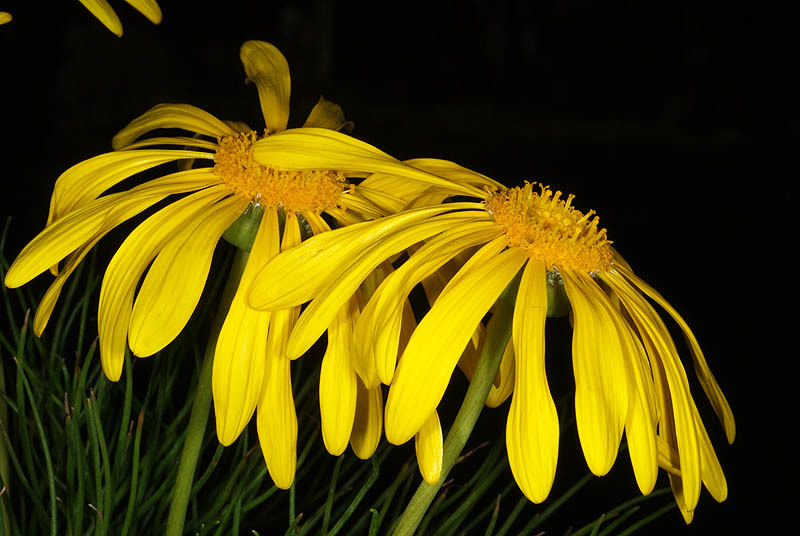 Image of Clanwilliam daisy