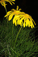 Image of Clanwilliam daisy