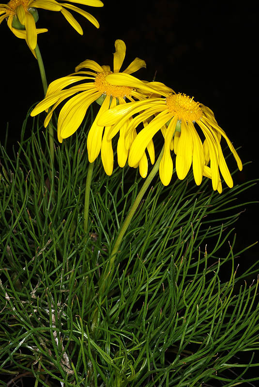 Image of Clanwilliam daisy