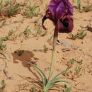 Image of Iris mariae Barbey