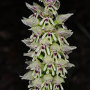 Sivun Orchis galilaea (Bornm. & M. Schulze) Schltr. kuva