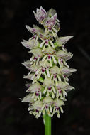 Orchis galilaea (Bornm. & M. Schulze) Schltr. resmi