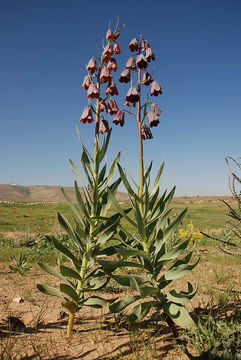 Plancia ëd Fritillaria persica L.