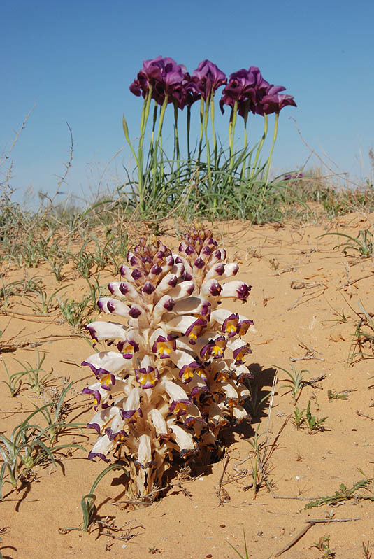 Image of Cistanche salsa (C. A. Mey.) G. Beck