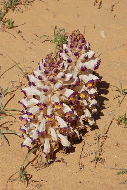 Image of Cistanche salsa (C. A. Mey.) G. Beck