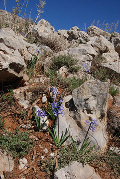 Image of Common Hyacinth