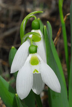 Galanthus elwesii Hook. fil. resmi