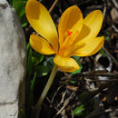 Image of Snow Crocus