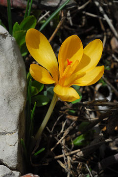 Image of Snow Crocus